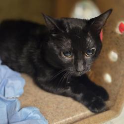 Shelter Stray Male Cat last seen , Animal Care & Control Team of Philly, 111 W Hunting Park Ave, Philadelphia, PA 19140, USA