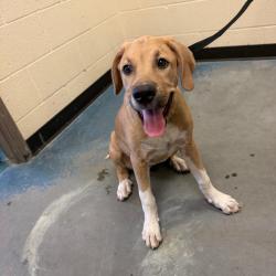 Shelter Stray Male Dog last seen , 2350 Appling City Cove, Memphis, TN 38133, USA