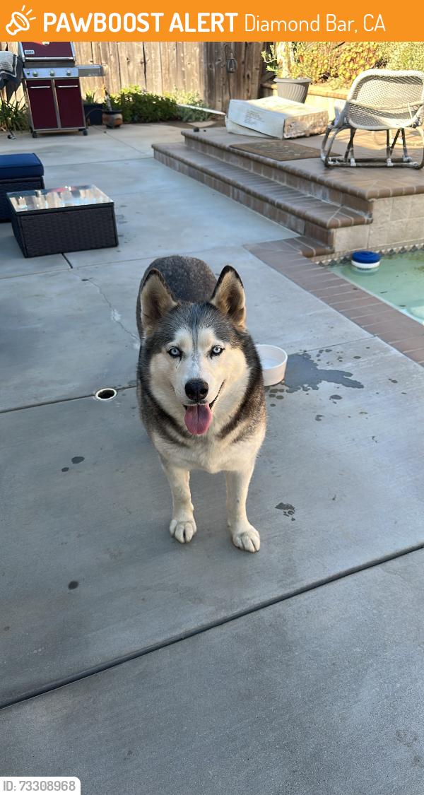 Found/Stray Female Dog last seen Castle Rock & Fountain Springs, Diamond Bar, CA 91765