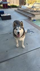 Found/Stray Female Dog last seen In Diamond Bar Ca, Castle Rock School, Diamond Bar, CA 91765