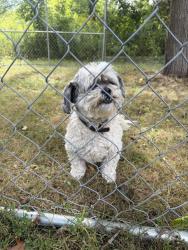 Found/Stray Male Dog last seen Sibley and Middlebelt rd, Huron Township, MI 48174