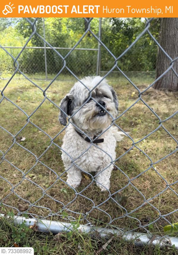 Found/Stray Male Dog last seen Sibley and Middlebelt rd, Huron Township, MI 48174