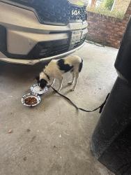 Reunited Male Dog last seen U-Haul off Kaliste Saloom, Lafayette, LA 70508