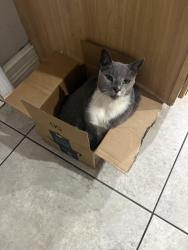 Reunited Male Cat last seen Ronald St and Tulip Blvd, Port St. Lucie, FL 34953