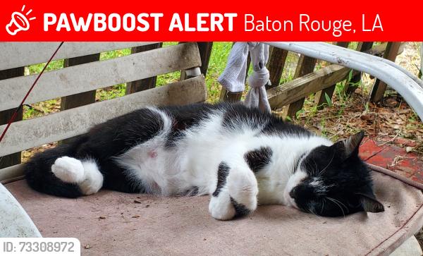 Lost Female Cat last seen Siegen village, acadian church, Baton Rouge, LA 70809
