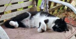 Lost Female Cat last seen Siegen village, acadian church, Baton Rouge, LA 70809