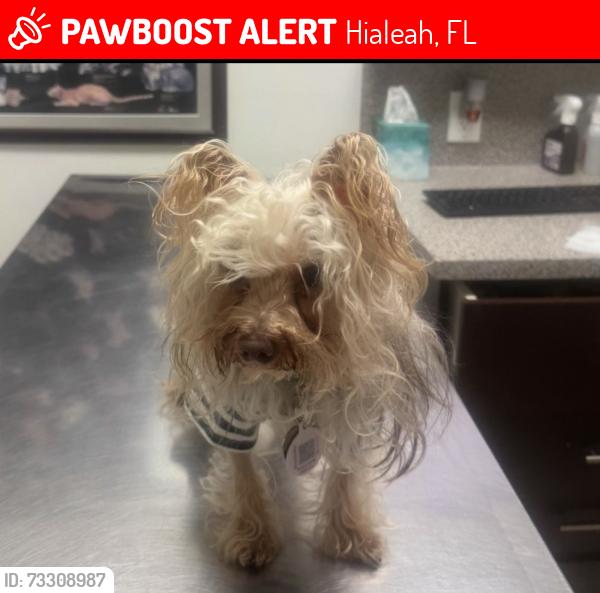 Lost Male Dog last seen Near Hialeah elementary, Hialeah, FL 33010