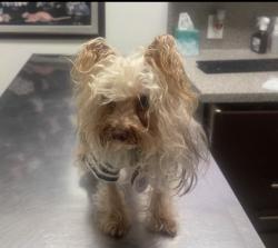 Lost Male Dog last seen Near Hialeah elementary, Hialeah, FL 33010