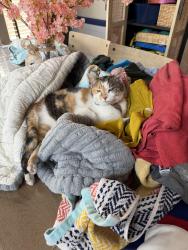 Lost Female Cat last seen Observatory Village Subdivision, Fort Collins, CO 80528