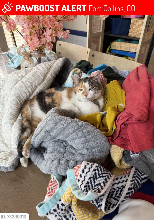 Lost Female Cat last seen Observatory Village Subdivision, Fort Collins, CO 80528