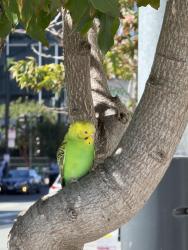 Found/Stray Unknown Bird last seen Near the Bike Valet of Chase Center on 16th St, San Francisco, CA 94158