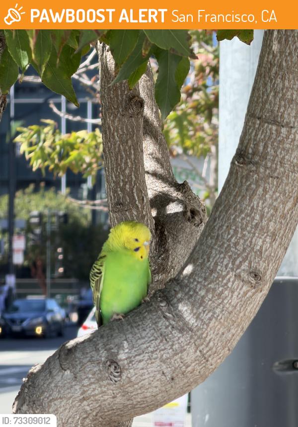 Found/Stray Unknown Bird last seen Near the Bike Valet of Chase Center on 16th St, San Francisco, CA 94158