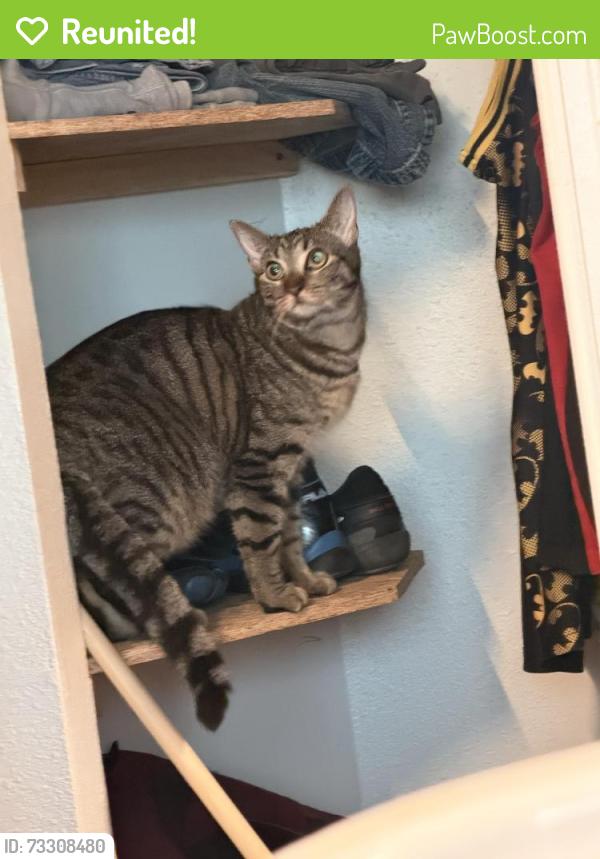 Reunited Male Cat last seen East bails place and south Memphis street, Aurora, CO 80017