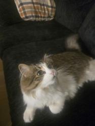 Lost Female Cat last seen 20th and Rawson, Oak Creek, WI 53154