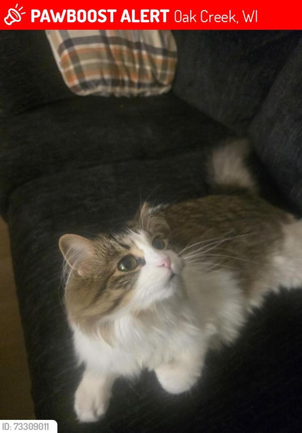 Lost Female Cat last seen 20th and Rawson, Oak Creek, WI 53154