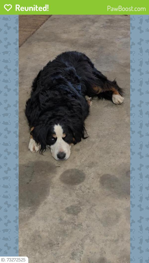 Reunited Female Dog last seen South hampton and State Rout 40, New Carlisle, OH 45344