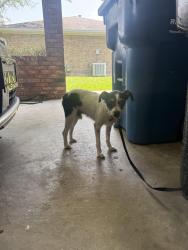 Reunited Male Dog last seen U-Haul and Fresh Pickins Kaliste Saloom, Lafayette, LA 70508