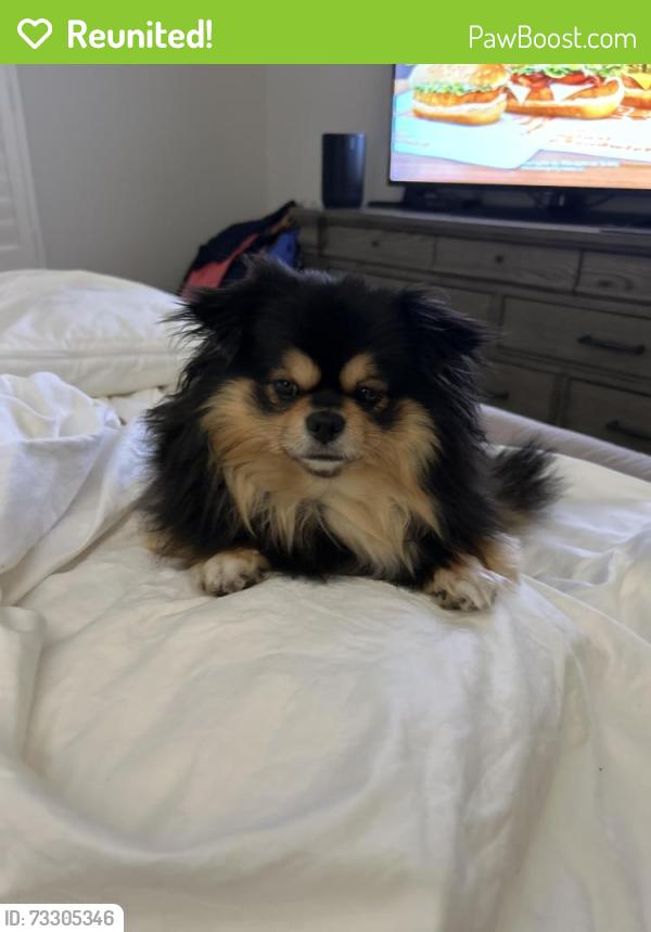 Reunited Female Dog last seen Near Gulf Shore Blvd. N. unit 52, Naples, FL 34103