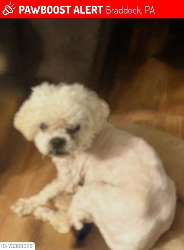 Lost Male Dog last seen Grandview Ave., North Braddock, Braddock, PA 15104