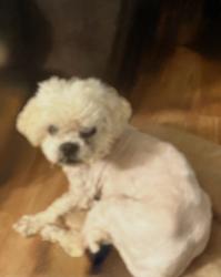 Lost Male Dog last seen Grandview Ave., North Braddock, Braddock, PA 15104