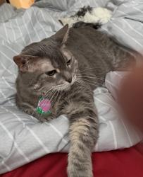 Reunited Female Cat last seen Claret Street, Centreville, VA 20120