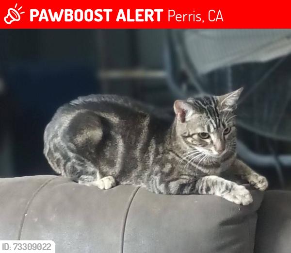 Lost Male Cat last seen Gertrude, Perris, CA 92570