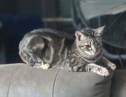 Lost Male Cat last seen Gertrude, Perris, CA 92570