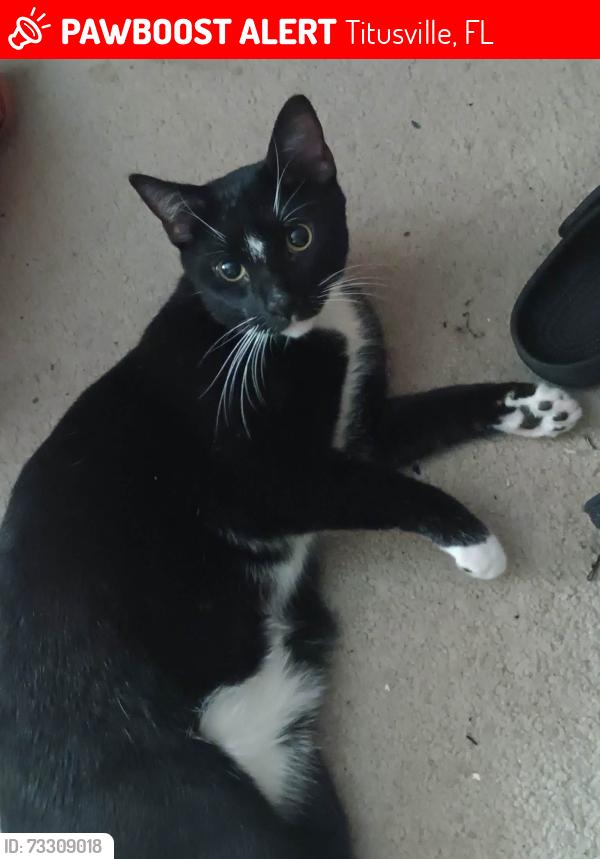 Lost Male Cat last seen Gregary Ave., Titusville, LF 32796, Titusville, FL 32796