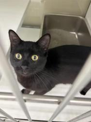 Shelter Stray Female Cat last seen , 593 Fairview Ave N, St Paul, MN 55104, USA