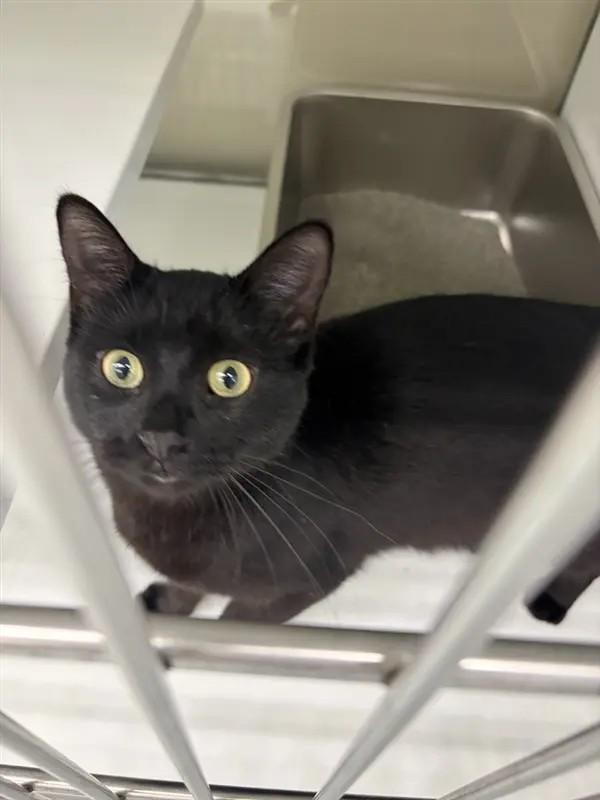 Shelter Stray Female Cat last seen , 593 Fairview Ave N, St Paul, MN 55104, USA