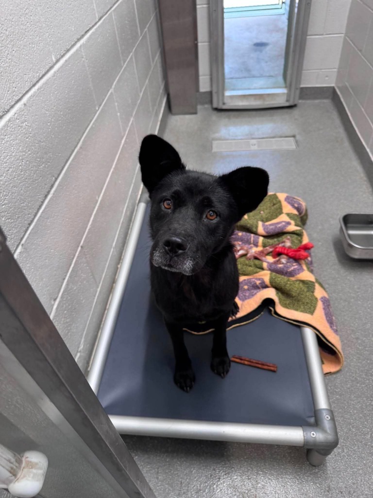Shelter Stray Female Dog last seen , 5302 Stone St, Chattanooga, TN 37412, USA