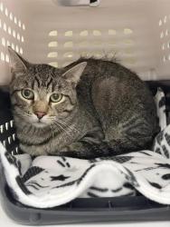 Shelter Stray Male Cat last seen , 593 Fairview Ave N, St Paul, MN 55104, USA