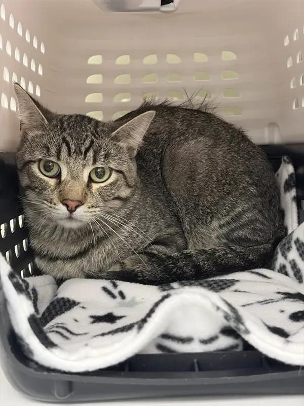 Shelter Stray Male Cat last seen , 593 Fairview Ave N, St Paul, MN 55104, USA