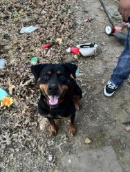 Lost Female Dog last seen Near family dollar and 3916 Bonnie drive, Fort Worth, TX 76116