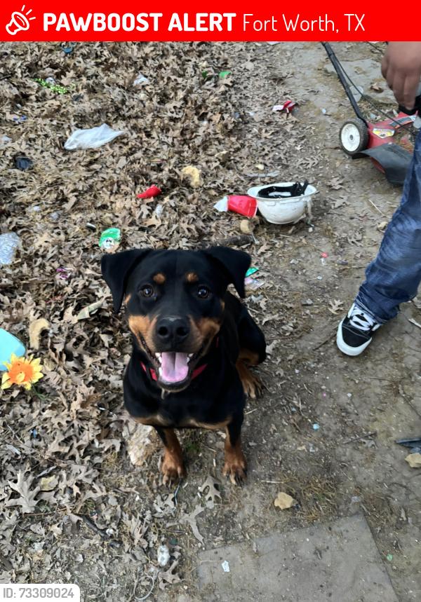Lost Female Dog last seen Near family dollar and 3916 Bonnie drive, Fort Worth, TX 76116