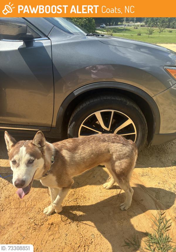Found/Stray Male Dog last seen near carson gregory road, Coats, NC 27521