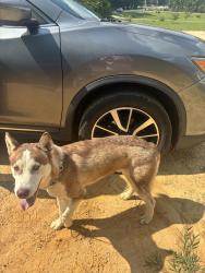 Found/Stray Male Dog last seen near carson gregory road, Coats, NC 27521