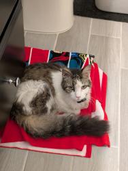 Reunited Female Cat last seen Longleaf Branch Dr., Oakleaf Plantation, FL 32065