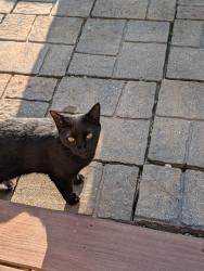 Reunited Female Cat last seen Caddell woods, Wake Forest, NC 27587