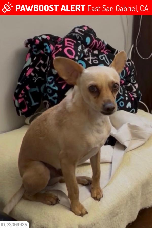 Lost Male Dog last seen Ivar and Longden in Temple City, East San Gabriel, CA 91780