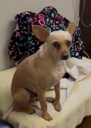 Lost Male Dog last seen Ivar and Longden in Temple City, East San Gabriel, CA 91780
