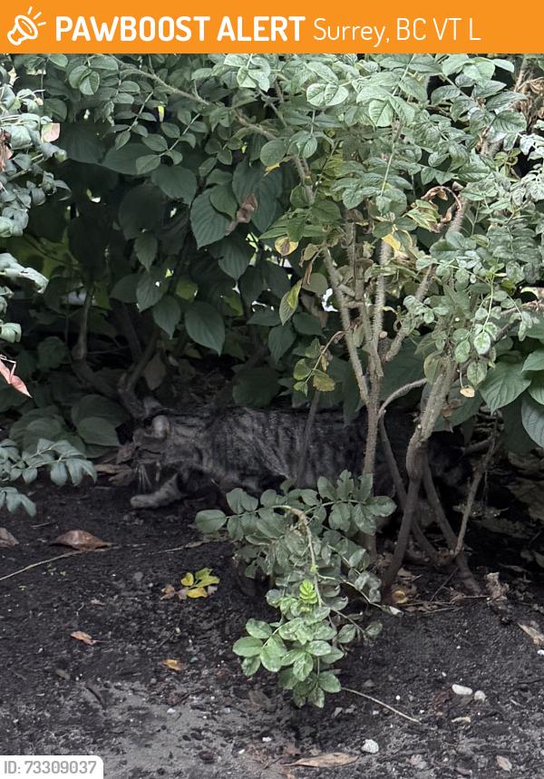 Found/Stray Unknown Cat last seen Park Avenue West, Surrey, BC V3T 0L5