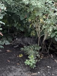 Found/Stray Unknown Cat last seen Park Avenue West, Surrey, BC V3T 0L5