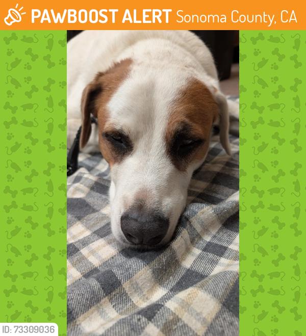 Found/Stray Male Dog last seen in vineyard near Hwy 116 N & Occidental - two dogs, male and female, Sonoma County, CA 95472
