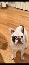 Reunited Male Dog last seen Near Doncaster Dr, Vallejo, CA 94591, USA, Vallejo, CA 94591