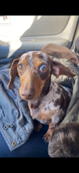 Reunited Female Dog last seen 14th st, Plano, TX 75074