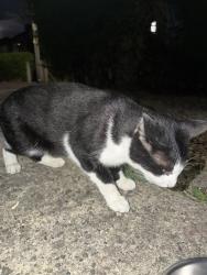 Reunited Unknown Cat last seen infront of hse, Thurmaston, England LE4 8AD