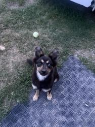 Lost Female Dog last seen Buddy Sellers Road, Mount Croghan, SC 29727