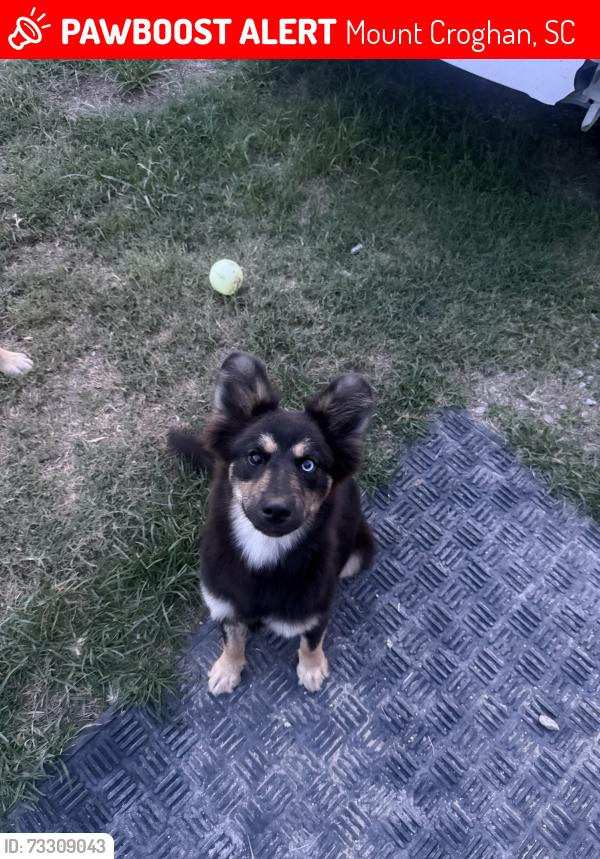 Lost Female Dog last seen Buddy Sellers Road, Mount Croghan, SC 29727