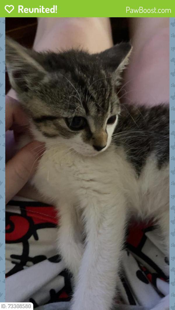 Reunited Female Cat last seen Hickory Wood Drive, Kannapolis, NC 28083